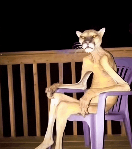 a cat sitting on a purple chair with its legs crossed