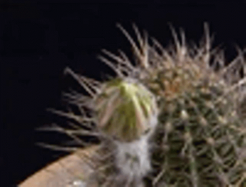 Cactus Plant GIF - Cactus Plant GIFs