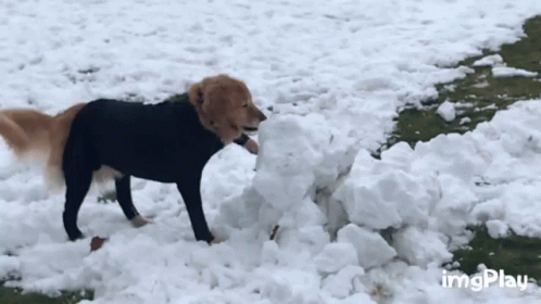 Dog Playing In The Snow Snow GIF - Dog Playing In The Snow Snow Dog GIFs