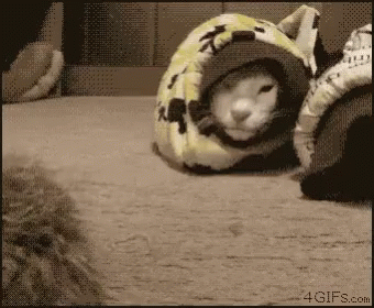 Snake Cat GIF - Snake Cat Catch GIFs