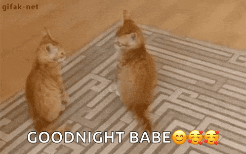 two cats standing next to each other on a rug with the words goodnight babe above them