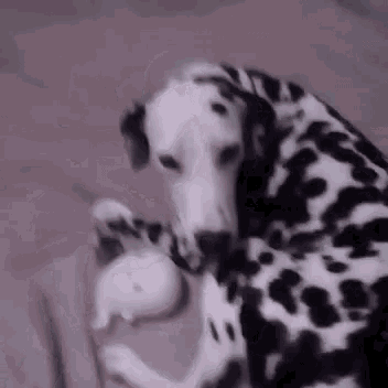 Dog Tail Wagging GIF - Dog Tail Wagging Happy GIFs