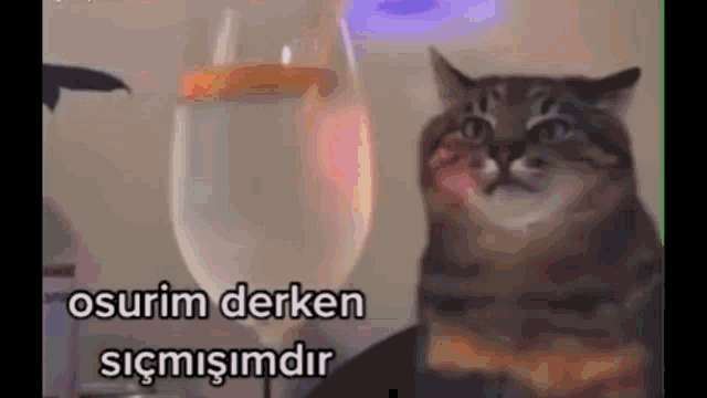 a cat is sitting in front of a glass of water with a caption that says osurim derken sigmisimdir .