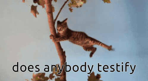 Does Anybody Testify Cat GIF - Does Anybody Testify Testify Cat GIFs