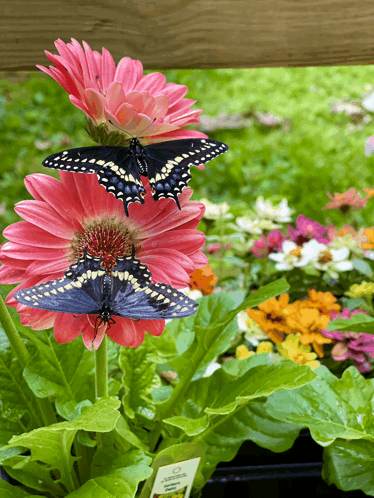 Blackswallowtailbutterflies GIF
