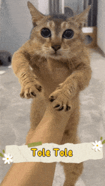 a cat is being held by a person with the name tole tole on it