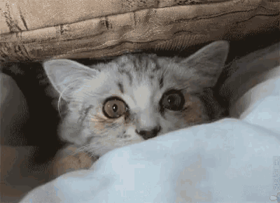 a cat peeking out from under a blanket with a watermark that says ' studio ' on it