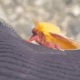 Snuggles Moth GIF - Snuggles Moth Cuddles GIFs