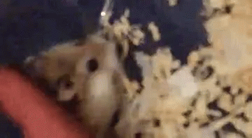 Hamster Cute GIF - Hamster Cute Love GIFs