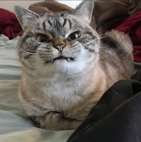 Angry Angry Cat GIF - Angry Angry Cat Cat GIFs