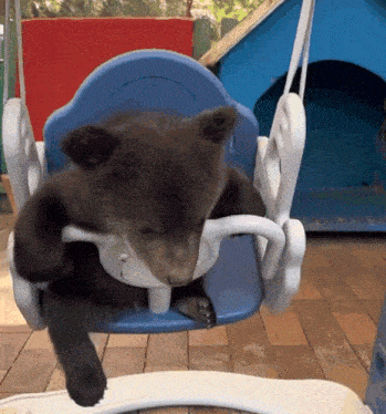 a baby bear is sitting in a blue and white swing