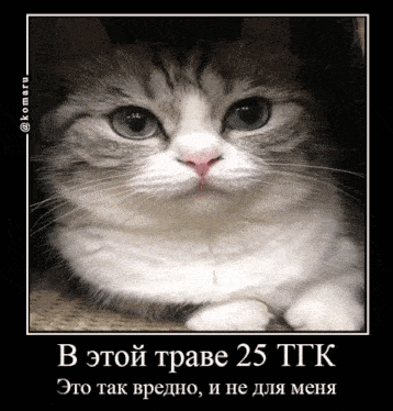 a picture of a cat with a caption that says " in this grass 25 ttk "