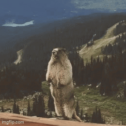 Screaming Marmot GIF - Screaming Marmot Vincent GIFs