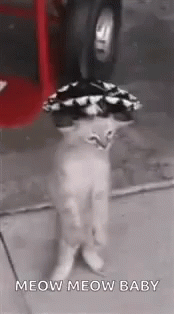 Cat Dancing GIF - Cat Dancing Sombrero GIFs