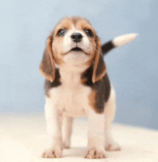a brown and white beagle puppy is standing on a table and looking up at the camera