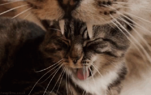 Trippy Weird GIF - Trippy Weird Cat GIFs