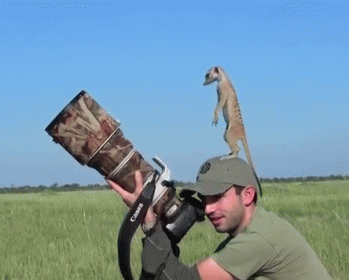 Meerkat Uses Human As Lookout Post GIF - Meerkat Lookout Human GIFs