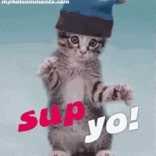 Sup Yo GIF - Sup Yo Cat GIFs