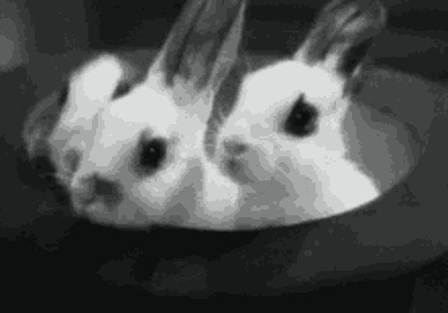 two small white rabbits are sitting in a black bowl .