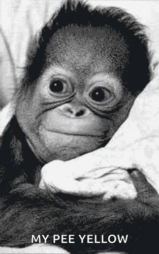a black and white photo of a baby monkey with the caption " my pee yellow " below it