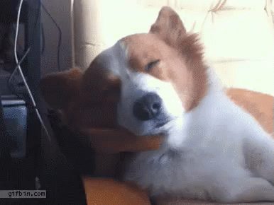 Corgi Reaction GIF - Dog Corgi Sleep GIFs