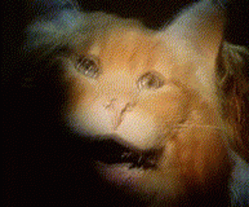 Cat Monster GIF - Cat Monster Scream GIFs