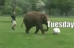 Tuesday Funny Animals GIF - Tuesday Funny Animals Elephants GIFs