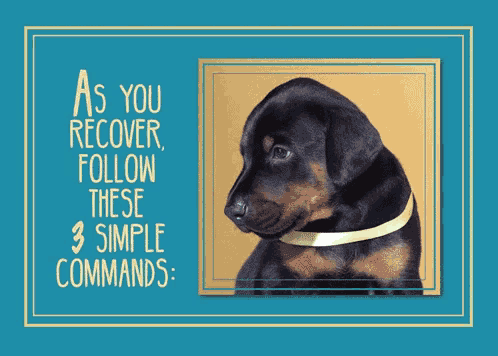 a picture of a dog with the words " as you recover follow these 3 simple commands " below it