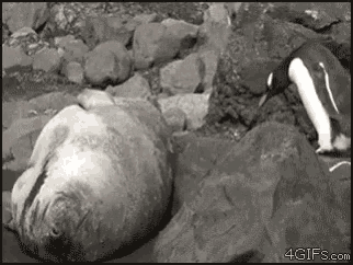 Penguin Seal GIF - Penguin Seal Scared GIFs