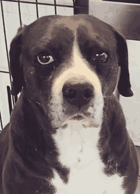 a close up of a dog 's face with a cage in the background