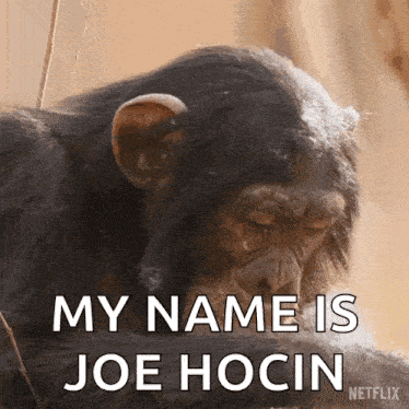 a chimpanzee says " my name is joe hocin " while looking down