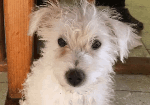 a small white dog is sitting under a wooden table