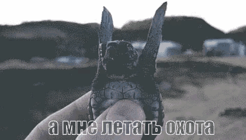 a person is holding a dead turtle with a knife in its mouth .