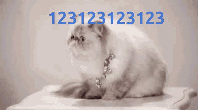 a cat with blue eyes is looking at the camera with the numbers 123 in blue behind it