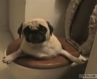 Funny Pug GIF - Pug Toilet Trap GIFs
