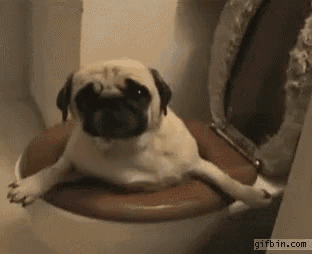 a pug dog is sitting on a toilet seat .