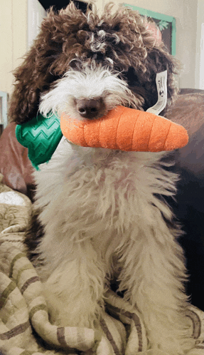 a dog holding a stuffed carrot in its mouth