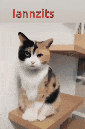 a calico cat sits on a wooden shelf with the word lannzits written above it
