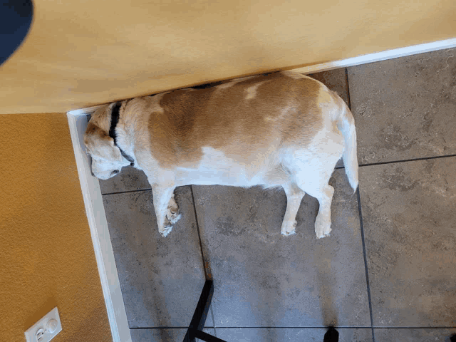 a dog laying on a tiled floor next to a wall