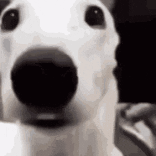 a close up of a white dog 's face with a black nose .