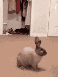 a small brown and white rabbit is standing on a carpet in a room .