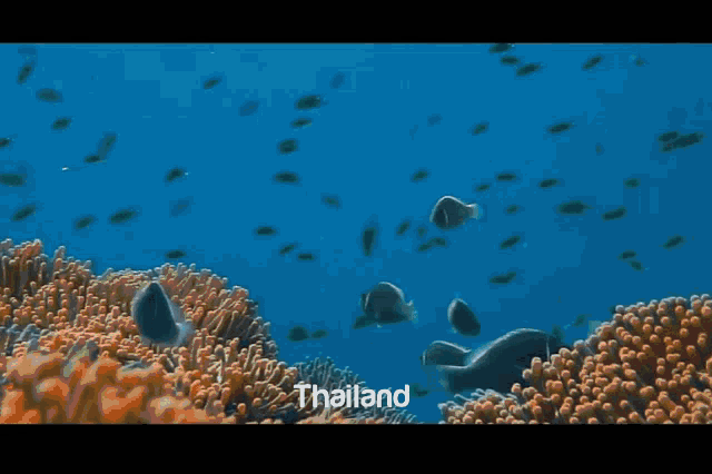 สยาม Thai GIF - สยาม Thai Traveling GIFs