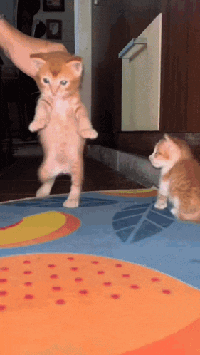 two kittens are playing on a colorful rug and one is looking at the other