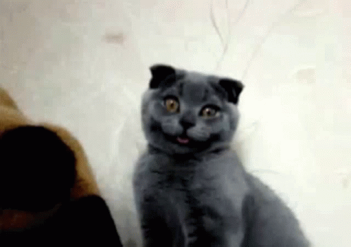 Gato Asombrado Cat GIF - Gato Asombrado Cat Stare GIFs