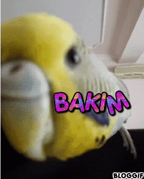 a yellow bird with bakm written on it