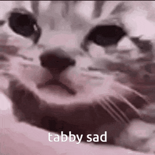 Cat Tabby GIF - Cat Tabby Kitty GIFs