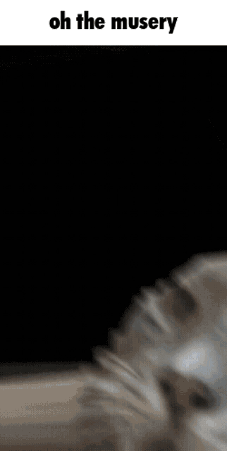 a close up of a cat 's face with the words oh the misery below it