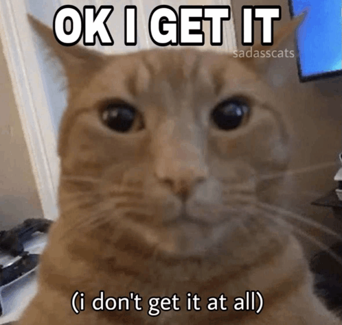 Cat Oramge GIF - Cat Oramge Meme GIFs