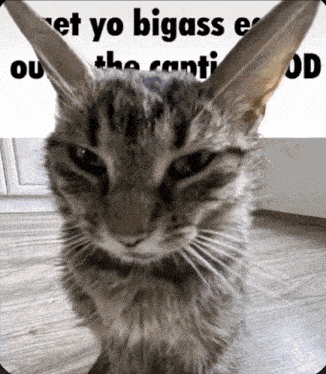 a close up of a cat 's face with the words " et yo bigass " on the bottom