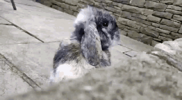 Daiquiri Rabbit GIF - Daiquiri Rabbit Bunny GIFs